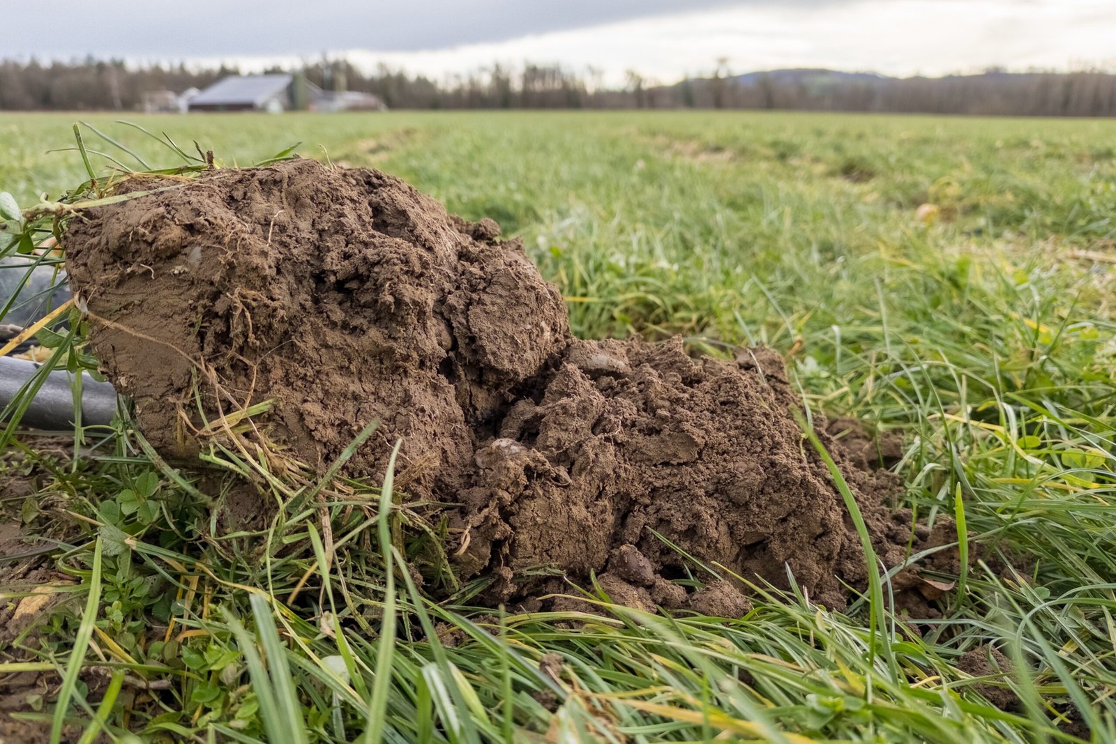 What Is Regenerative Agriculture? (image credits: wikimedia)
