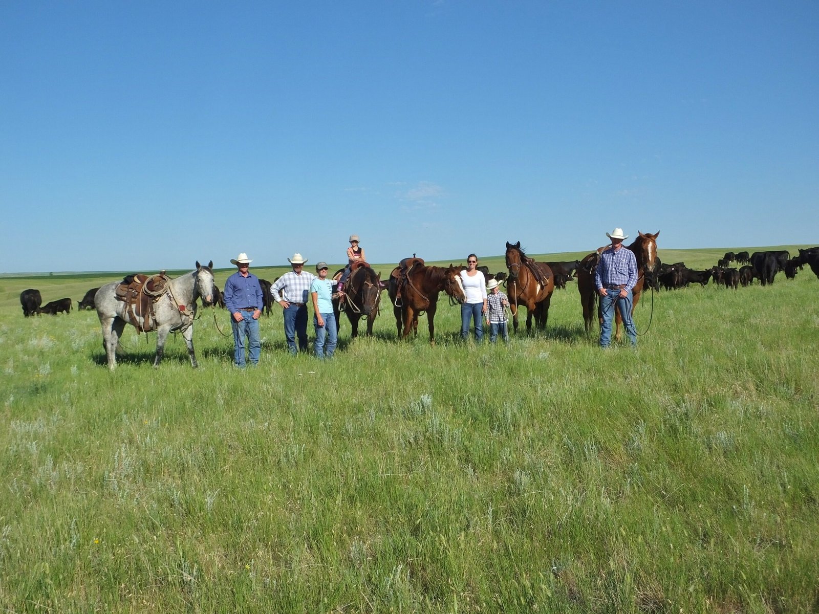 Holistic Grazing: Livestock as Land Healers (image credits: wikimedia)
