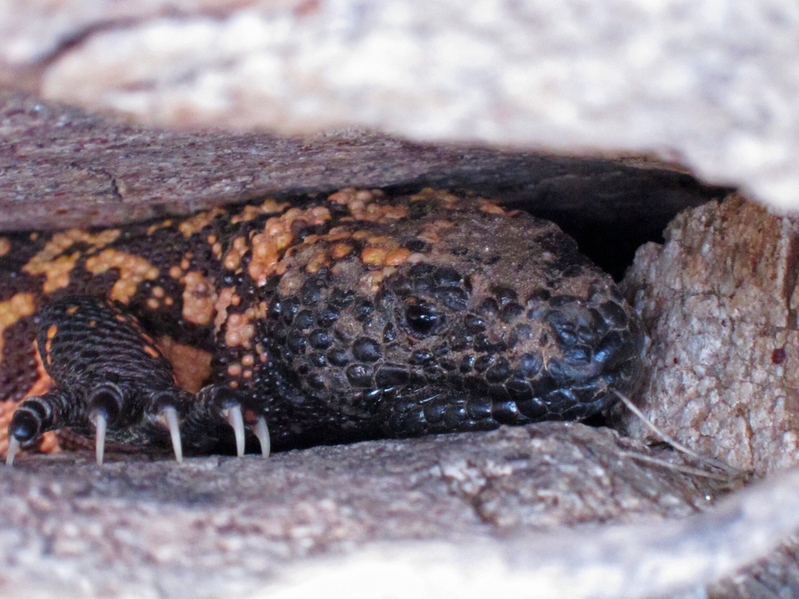 The Gila Monster: A Living Fossil Among Us (image credits: wikimedia)