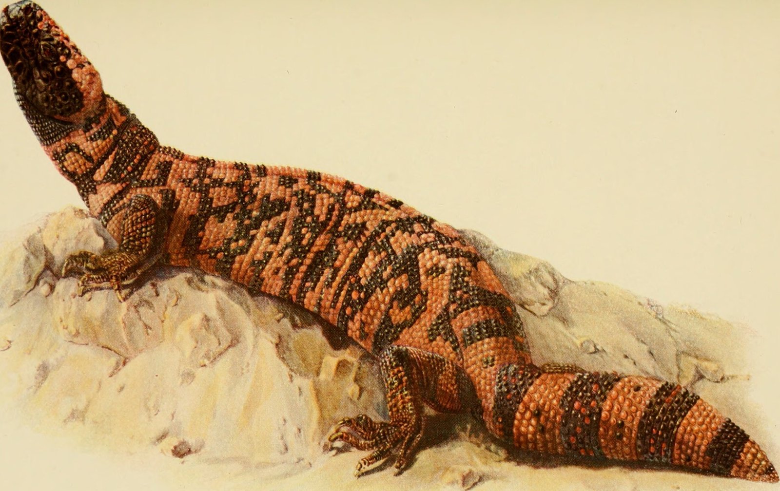 Venom: A Surprising Weapon for Survival (image credits: wikimedia)