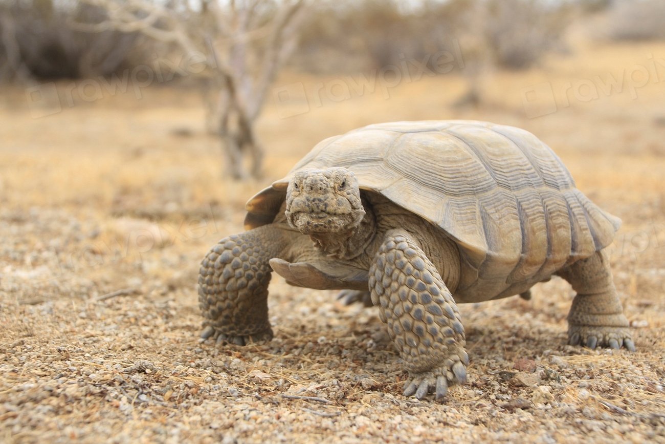 Ancient Relatives: The Desert’s Hidden Cast (image credits: rawpixel)