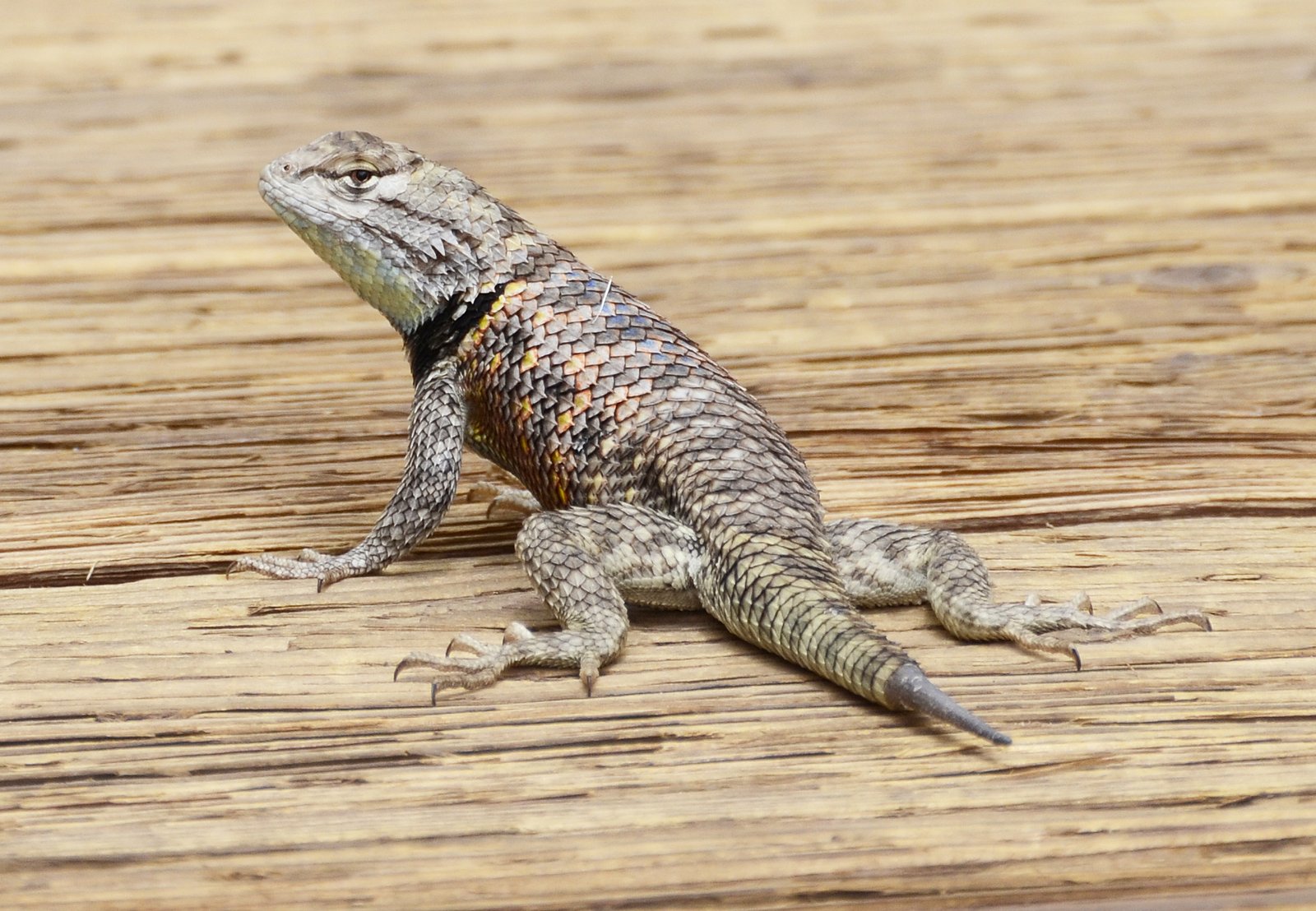 Adaptations: Ingenious Solutions to Extreme Living (image credits: wikimedia)