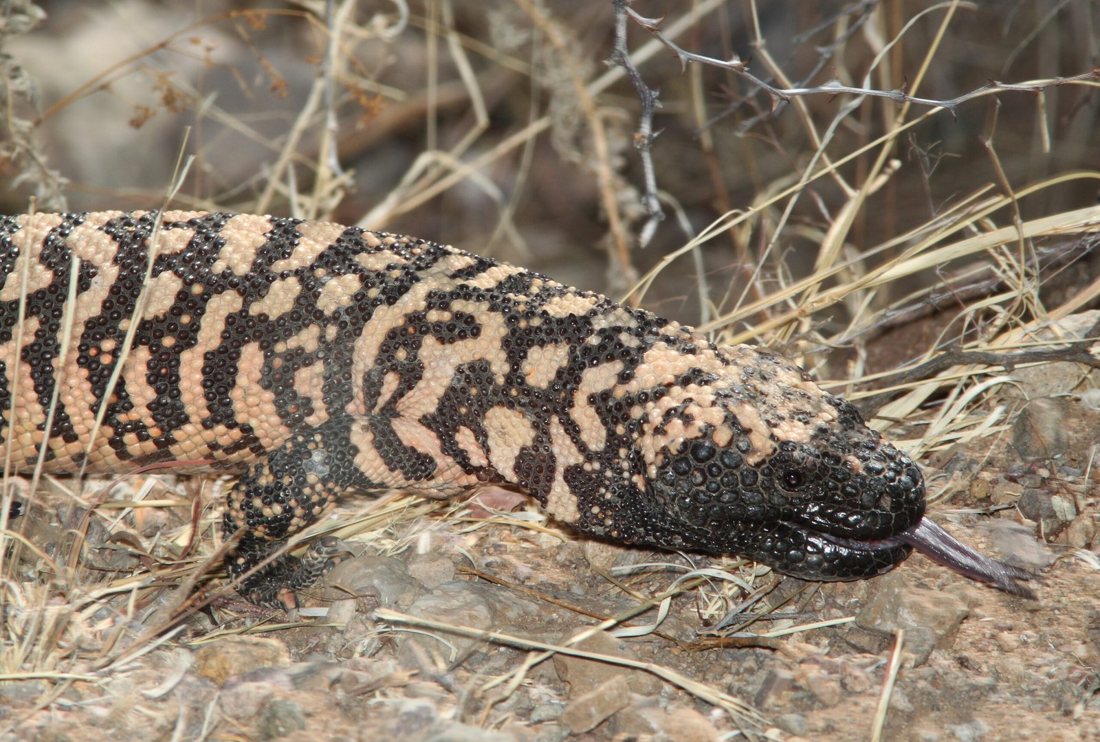 Legends and Lore: The Gila Monster in Culture (image credits: wikimedia)