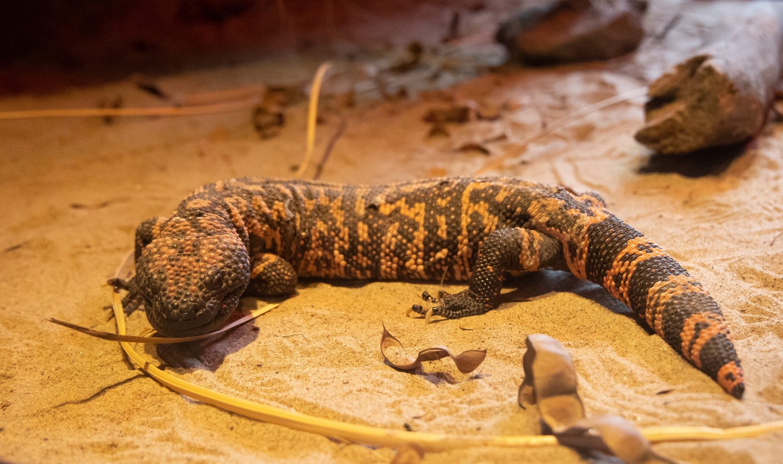 Threats and Conservation: Protecting the Ancient Survivors (image credits: wikimedia)