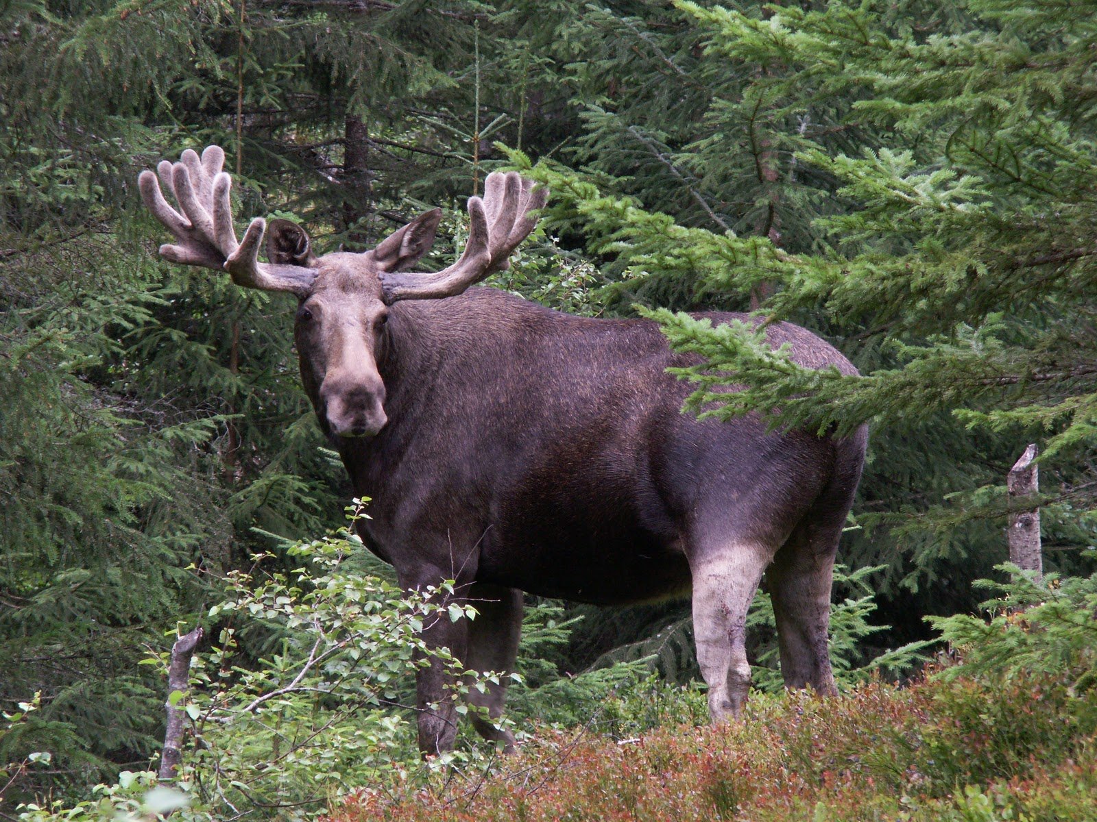 Unpredictable Behavior: Why Moose Can Be Dangerous (image credits: wikimedia)