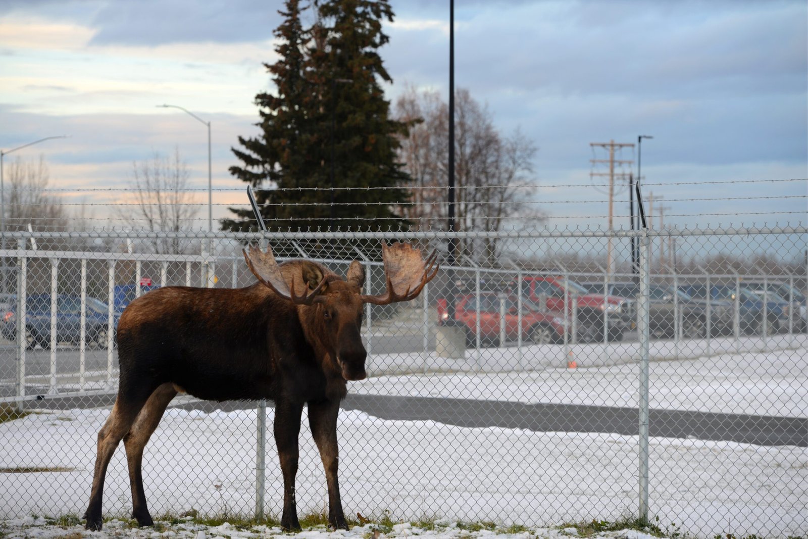 Managing Moose: Community Responses (image credits: wikimedia)