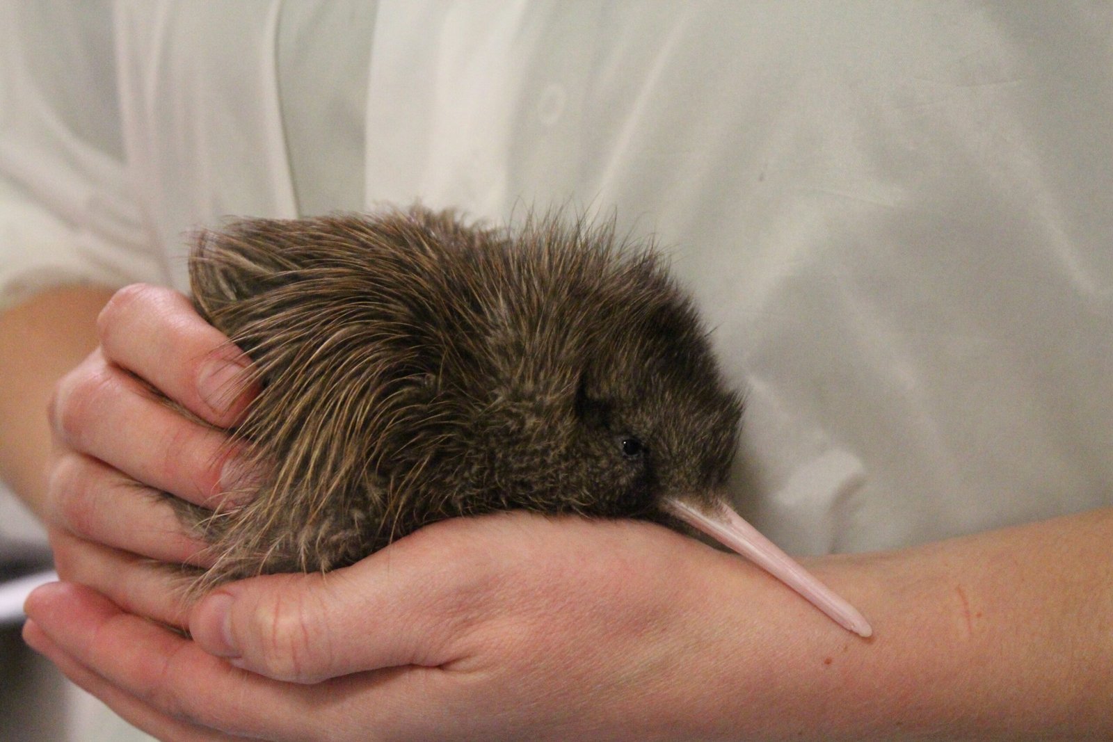 Species on the Brink (image credits: wikimedia)