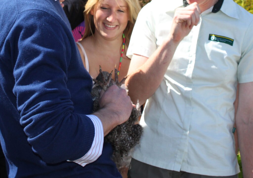 Why the Kiwi Is Worth Saving