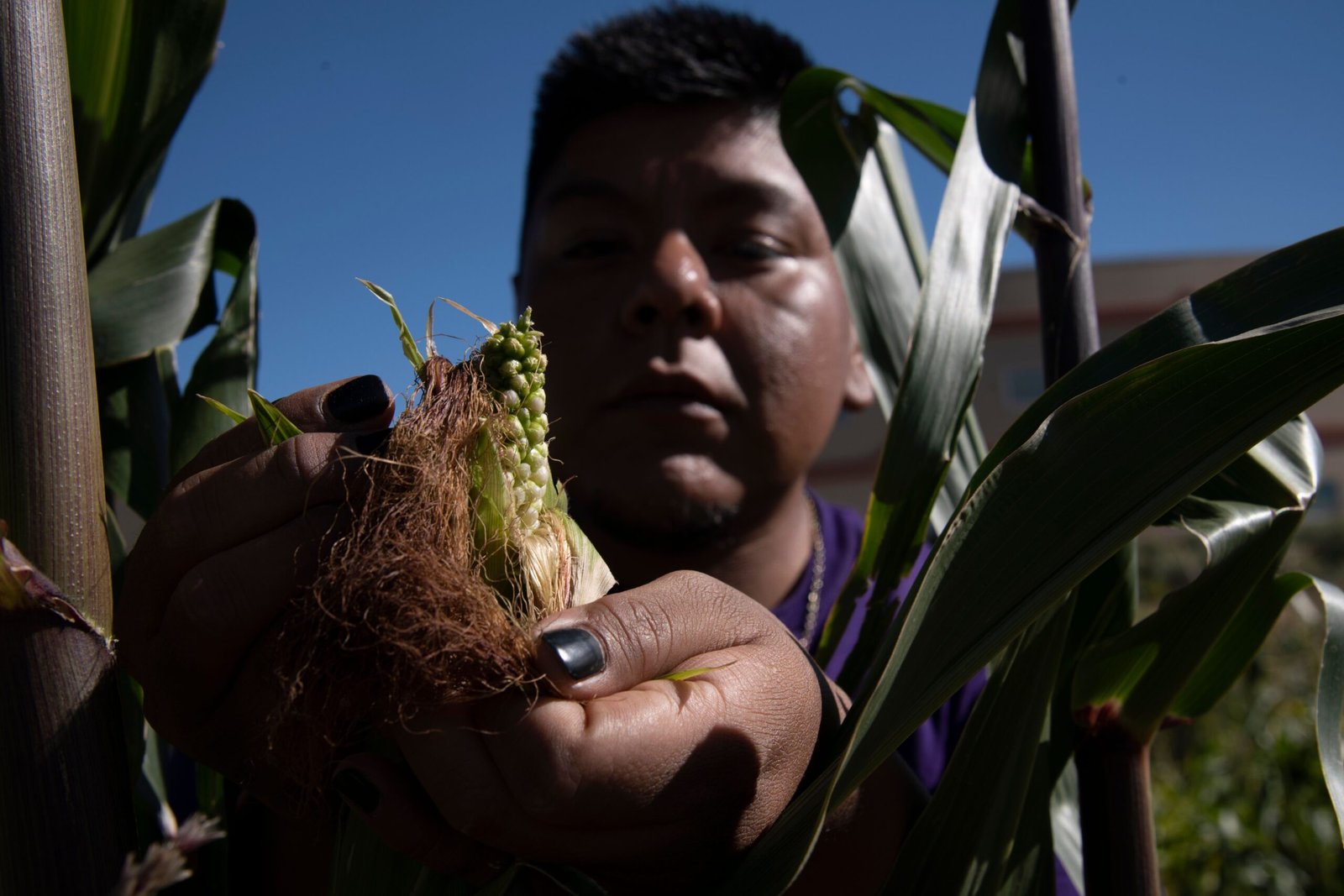 The Global Importance of Indigenous Seedkeepers (image credits: wikimedia)