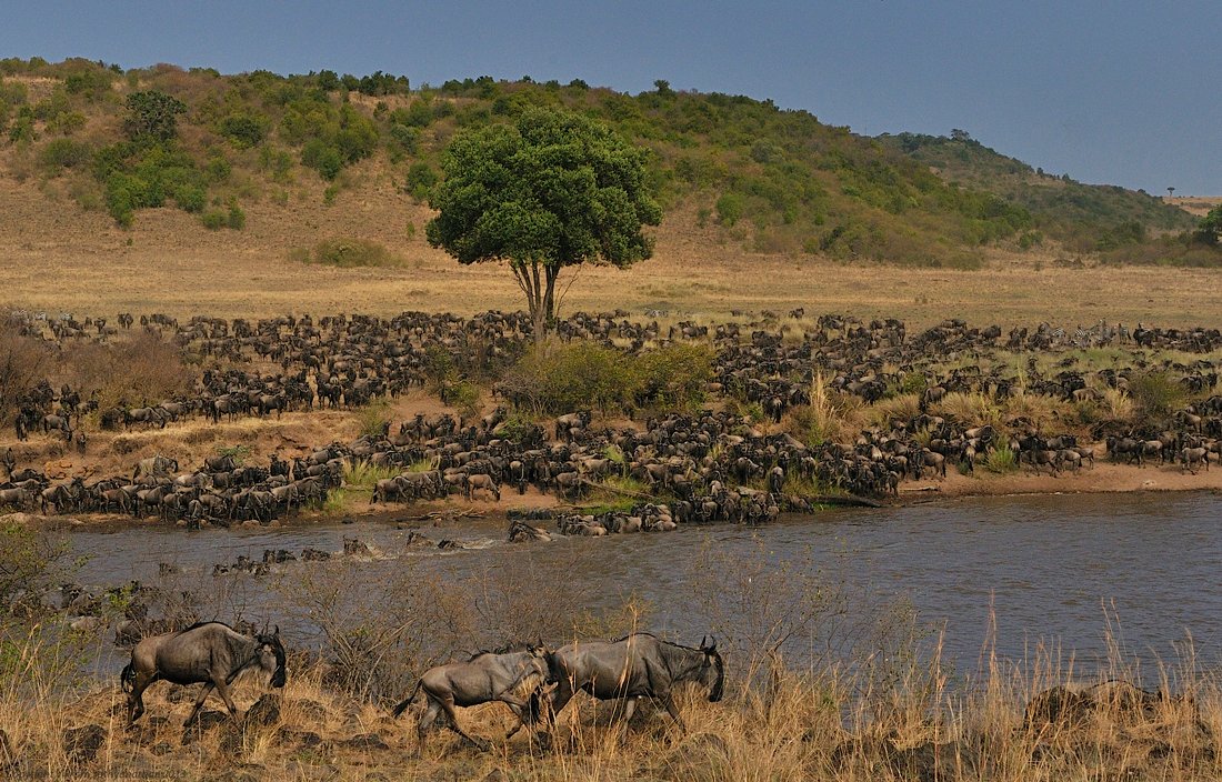 Wildlife Without Borders: Migratory Species and Old Agreements (image credits: wikimedia)