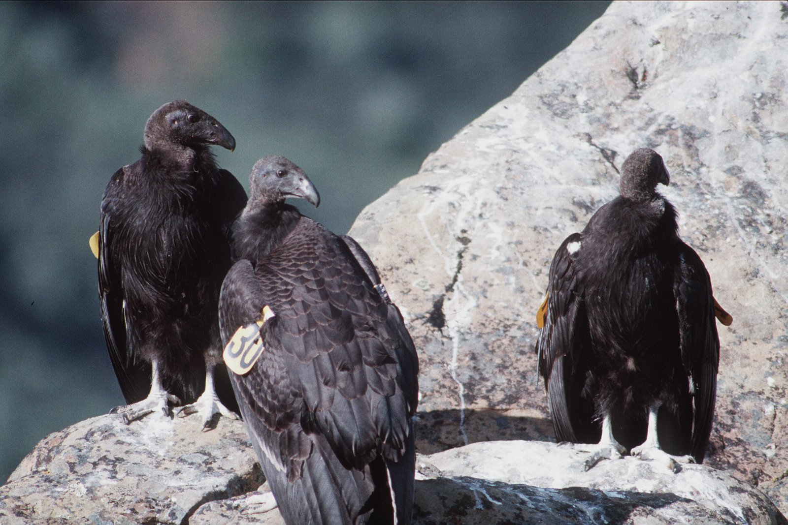 On the Brink of Extinction (image credits: wikimedia)