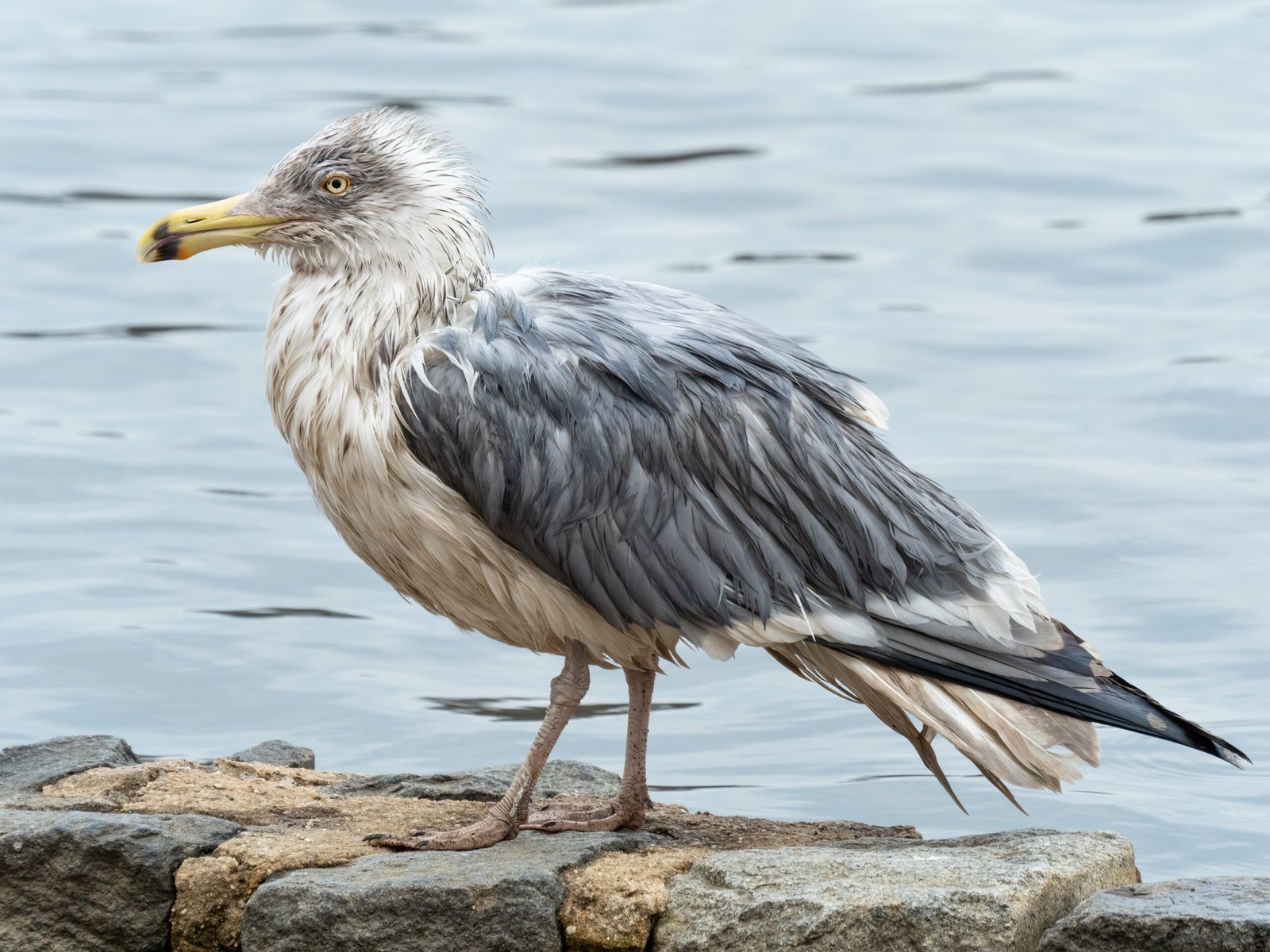 How Lead Enters the Food Chain (image credits: wikimedia)