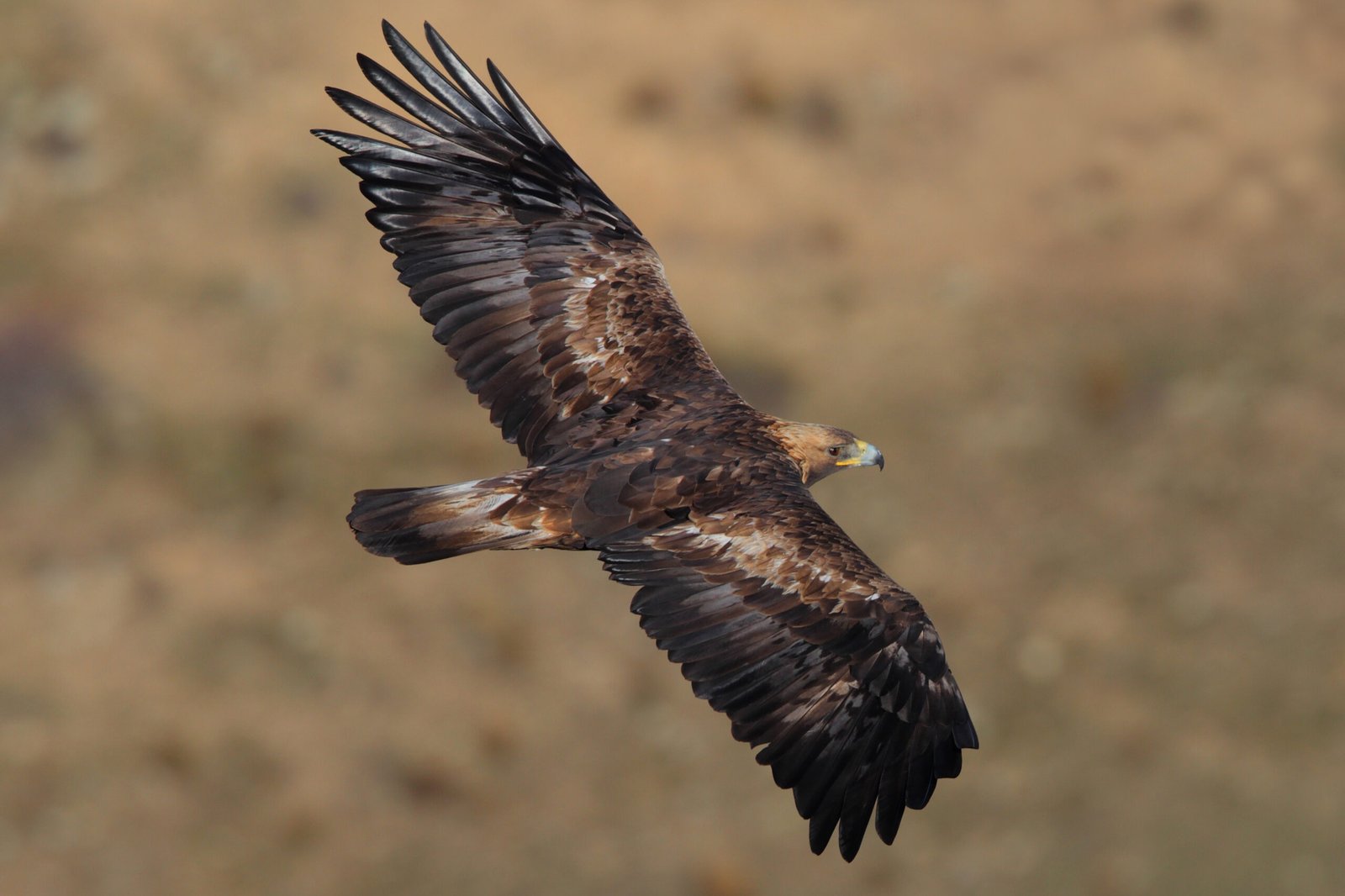 The Ripple Effect on Other Wildlife (image credits: wikimedia)