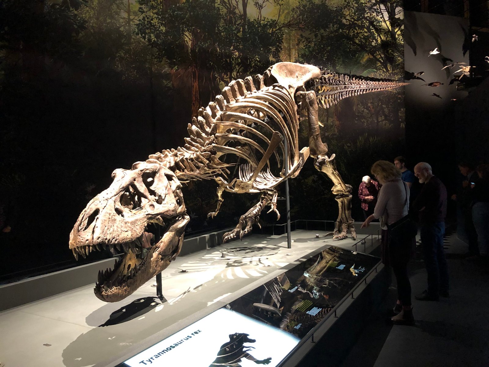 Skeletons Tell the Story (image credits: wikimedia)