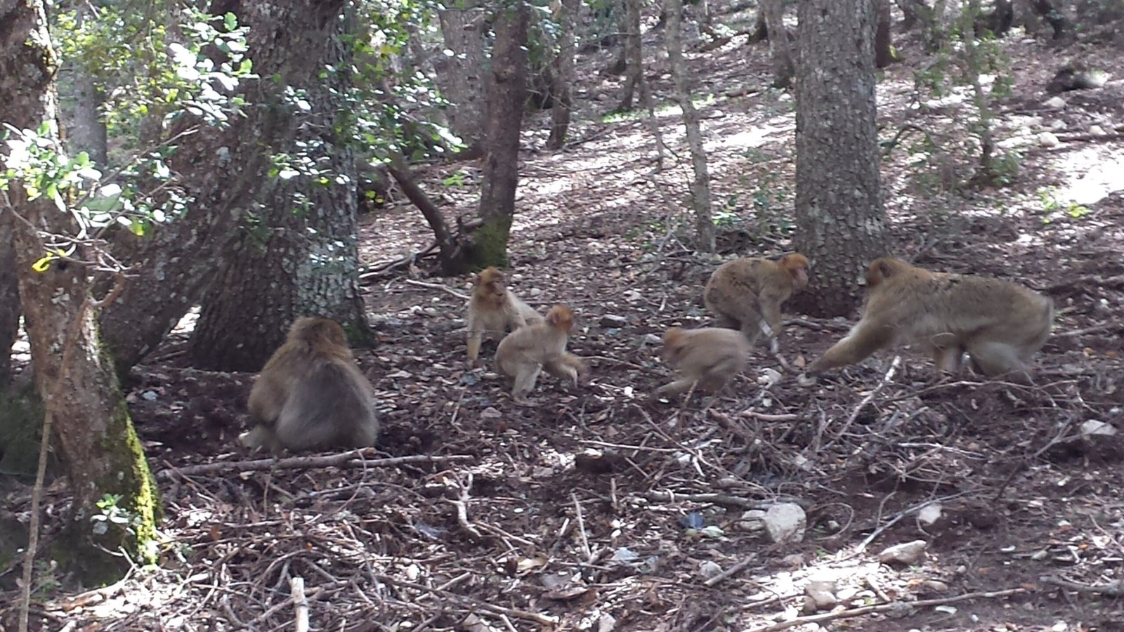 Unlocking Secrets of Social Behavior (image credits: wikimedia)