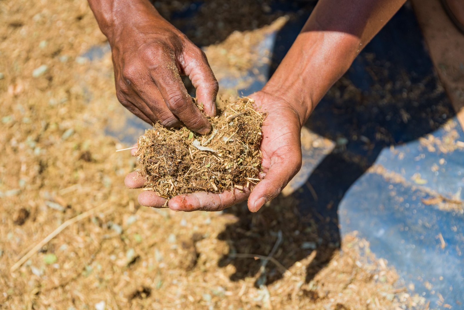 Learning About Feeding and Foraging (image credits: wikimedia)