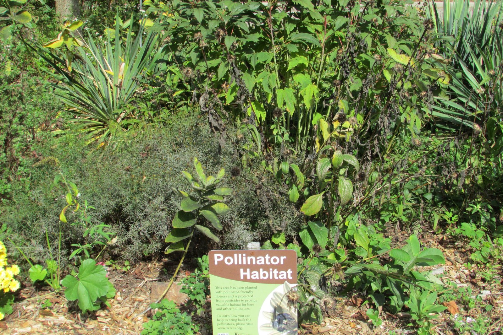 Monocultures: How Modern Farming Starves Pollinators (image credits: wikimedia)