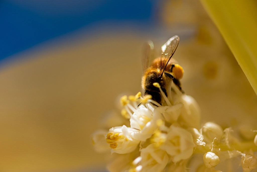 Pollinator Decline and the Risk of Crop Collapse (image credits: rawpixel)