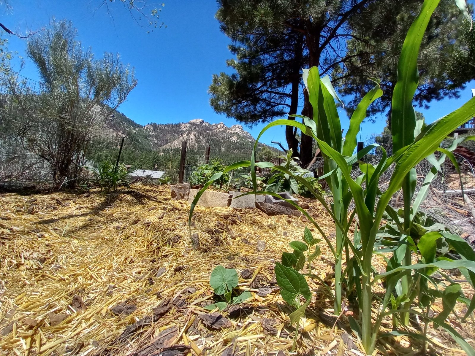 Turtle Island: A Land of Rich Traditions (image credits: wikimedia)