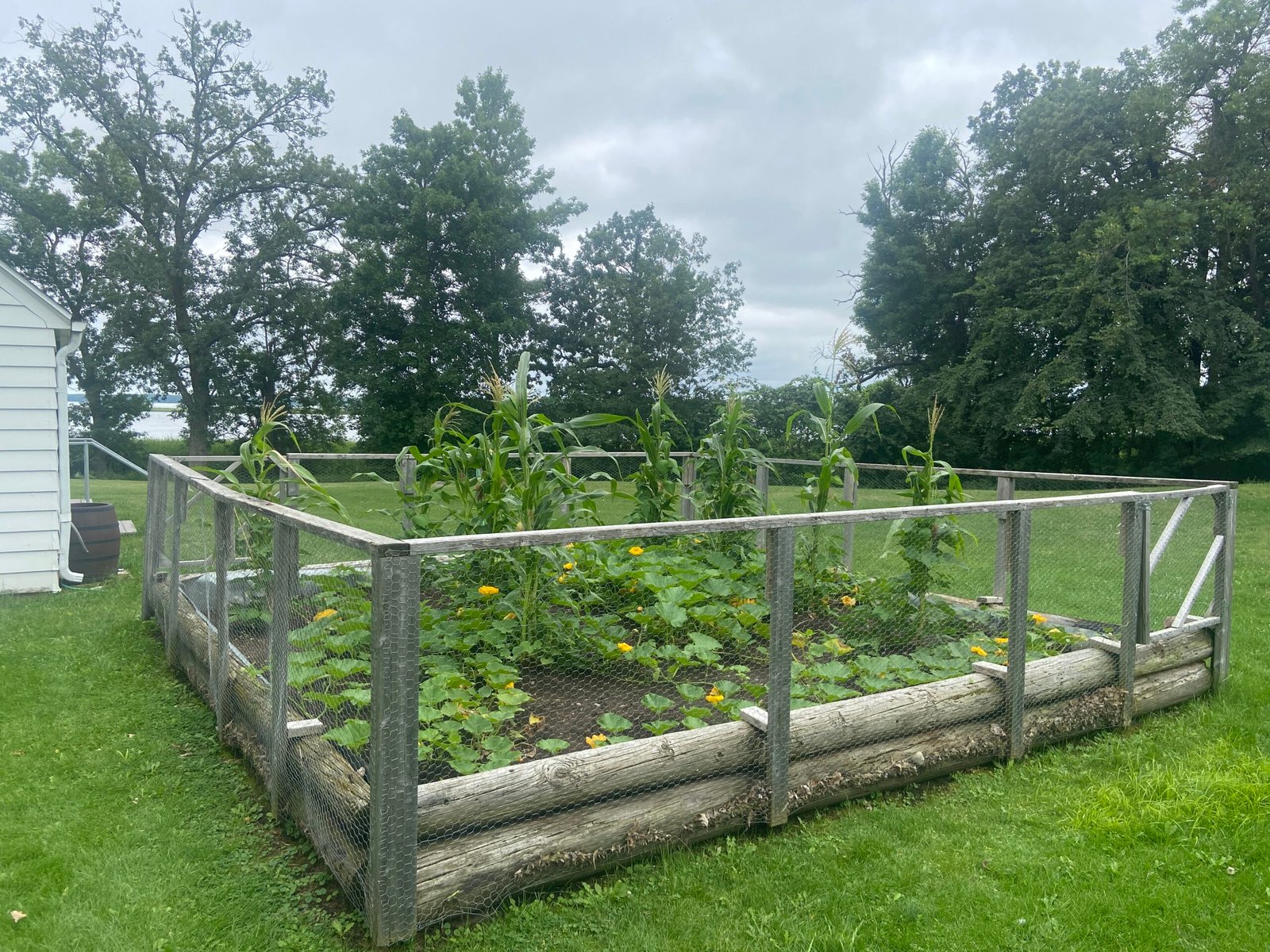 Nutritional Powerhouse: Health Benefits of the Three Sisters (image credits: wikimedia)