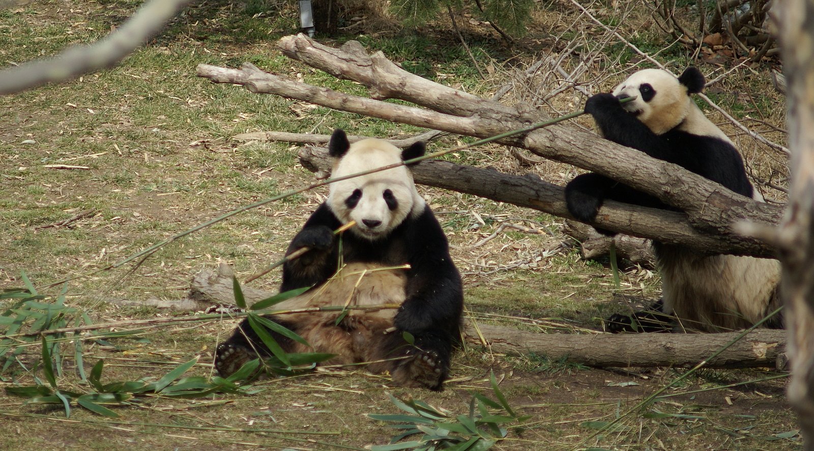 Smithsonian National Zoological Park: Conservation in the Heart of the Nation (image credits: wikimedia)
