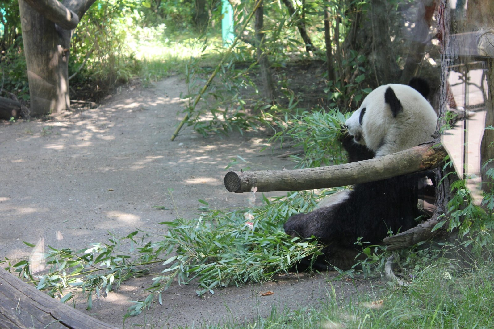 Vienna Zoo (Tiergarten Schönbrunn): Where History and Conservation Meet (image credits: wikimedia)