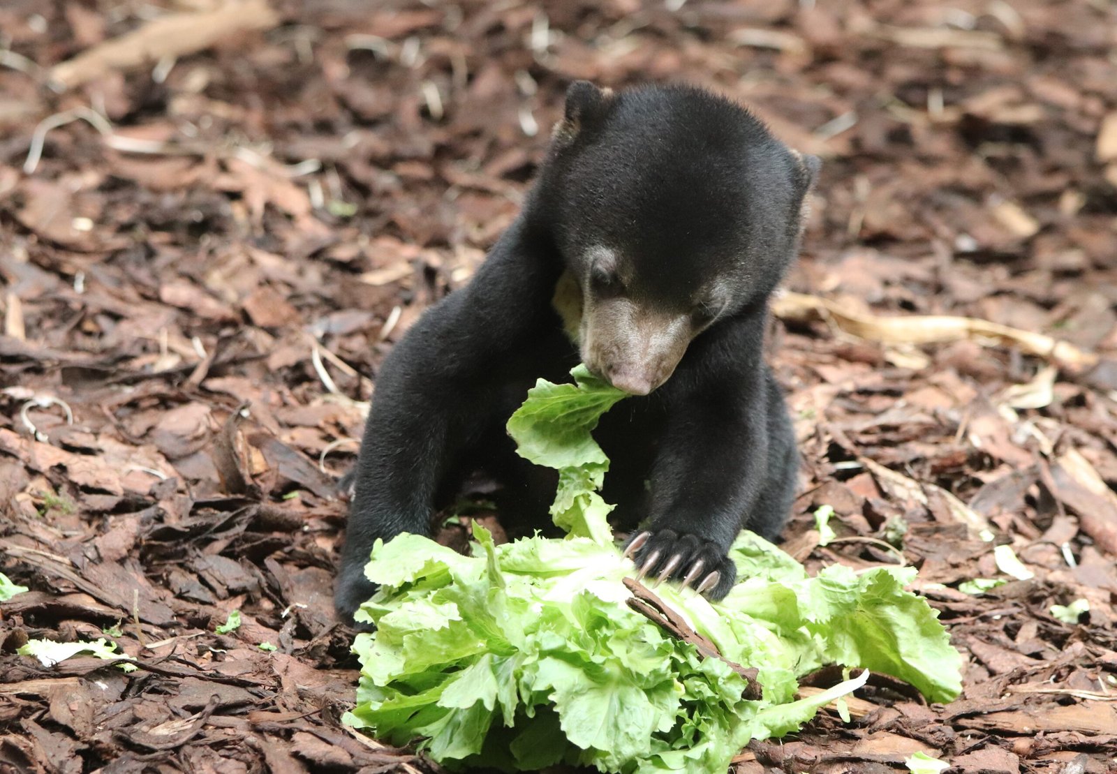 Diet: Nature’s Opportunistic Feeder (image credits: wikimedia)