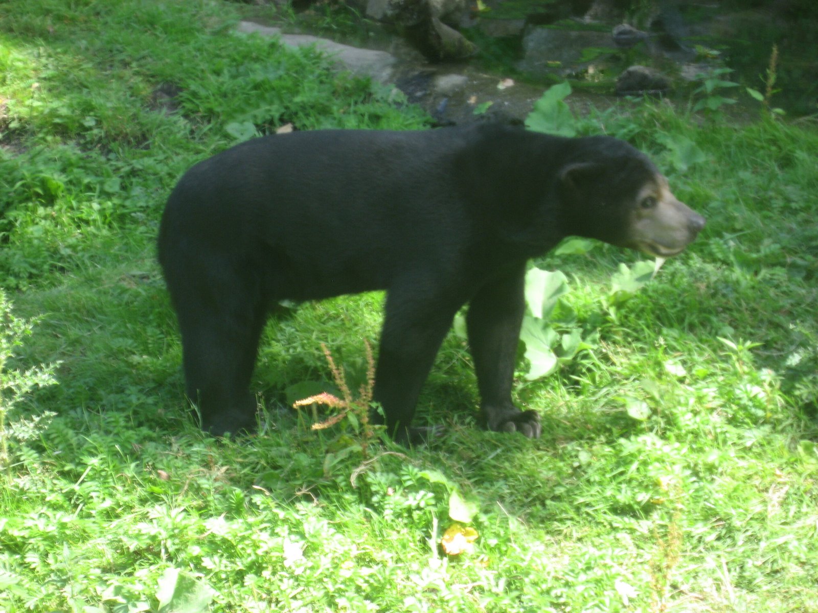 Habitat: A Vanishing Refuge (image credits: wikimedia)