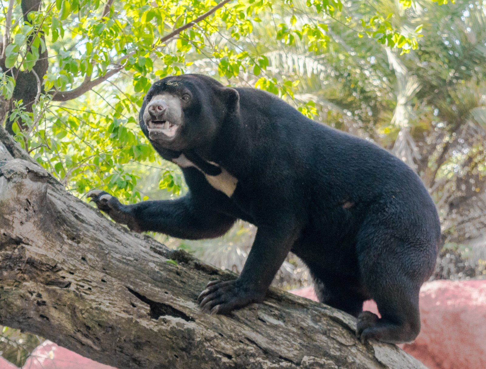 Remarkable Adaptations for Survival (image credits: wikimedia)