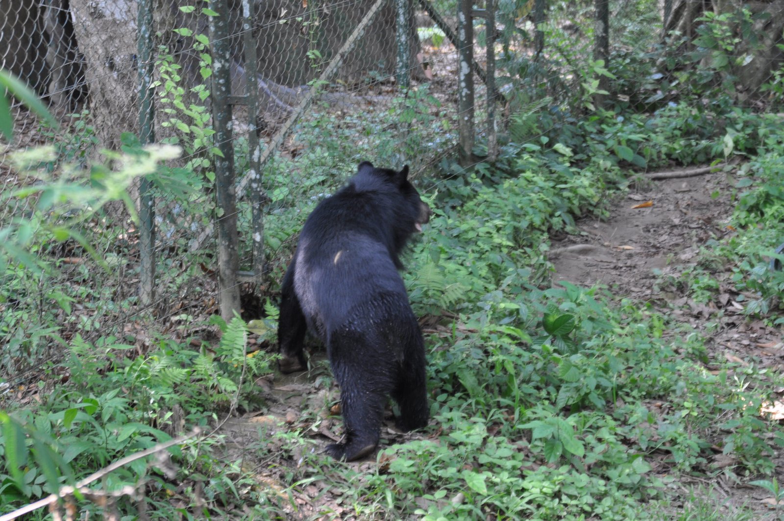 Conservation Efforts and Glimmers of Hope (image credits: wikimedia)