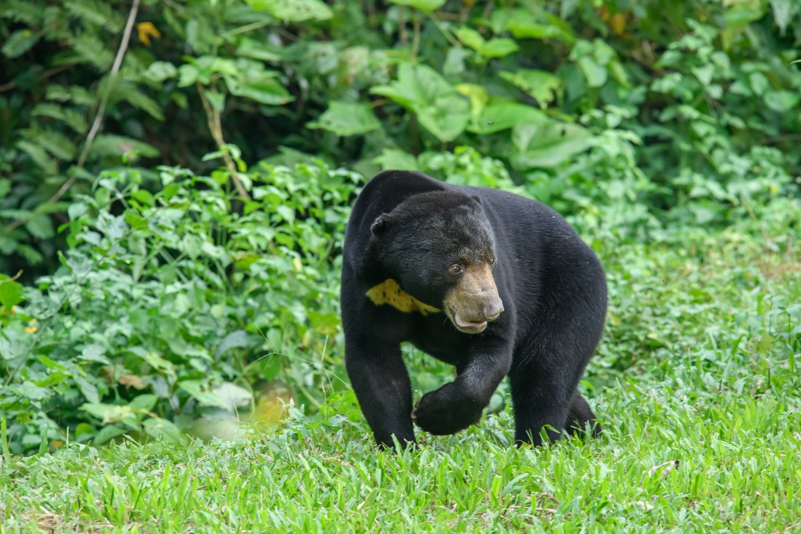 The Irreplaceable Value of the Sun Bear (image credits: wikimedia)