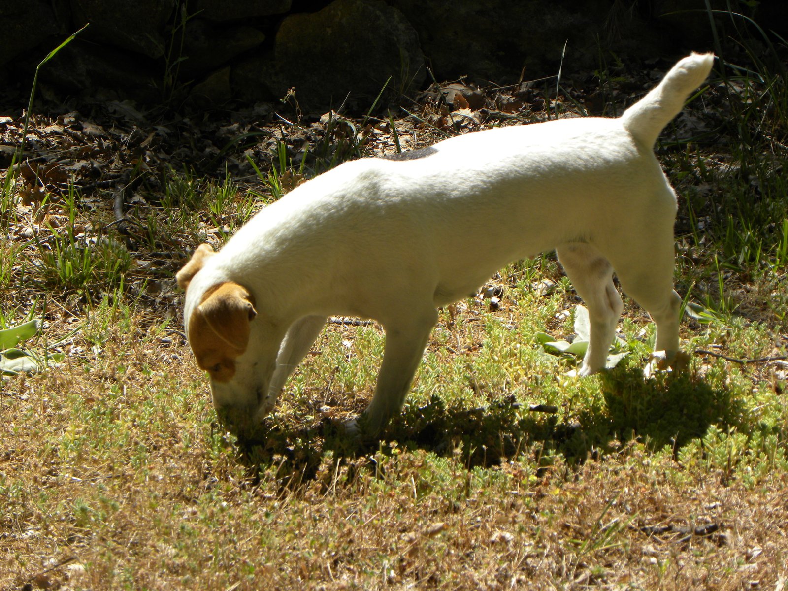 Smell vs. Other Senses: What Makes Scent So Powerful? (image credits: wikimedia)