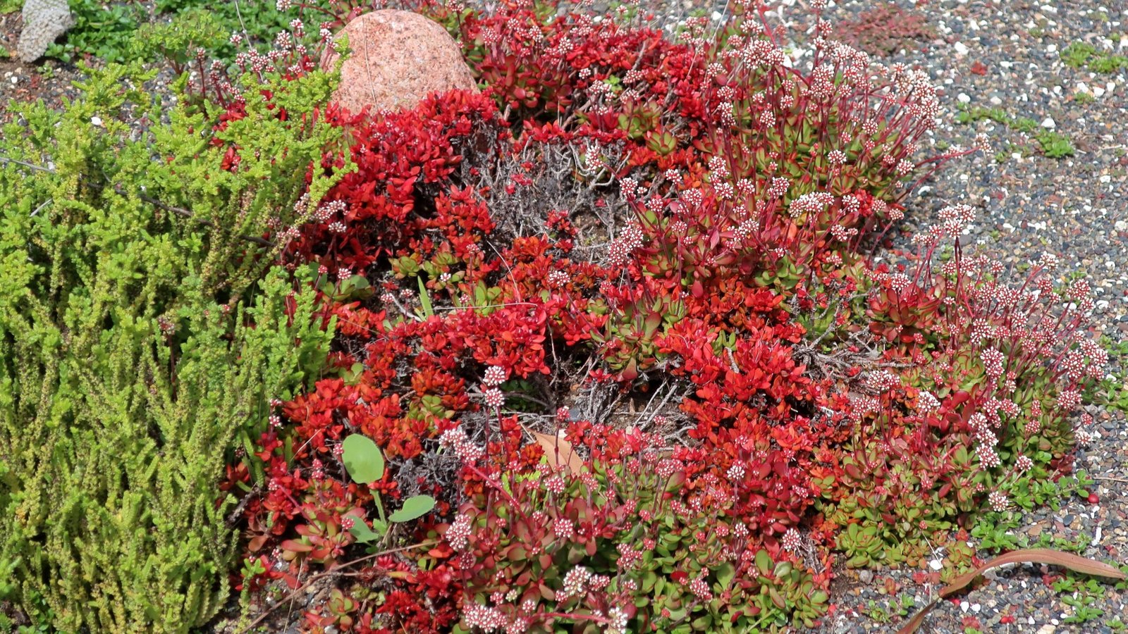 Designing for Resilience: Native Gardens as Living Firebreaks (image credits: wikimedia)