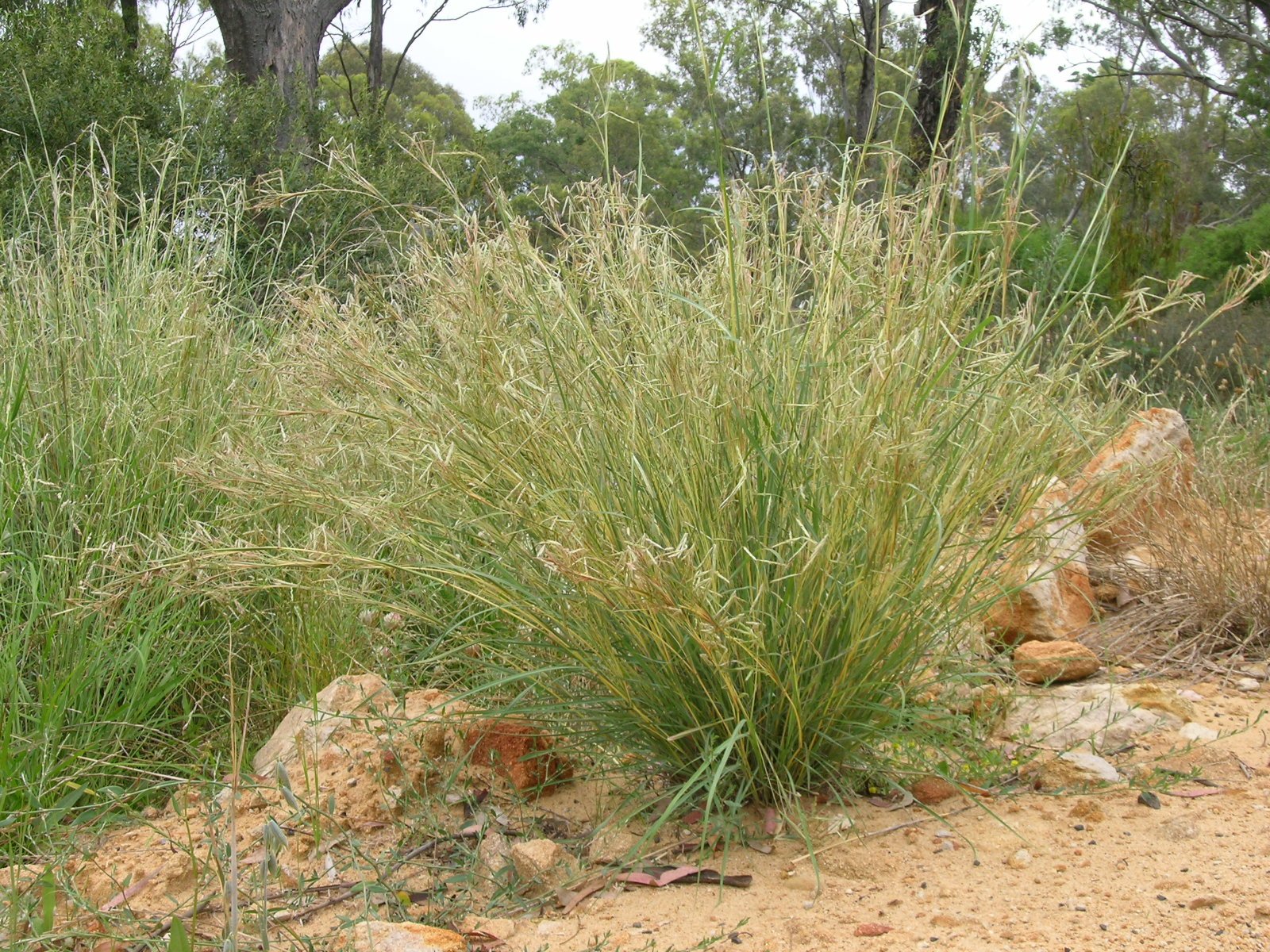 Water-Wise Beauty: Drought and Fire Go Hand in Hand (image credits: wikimedia)