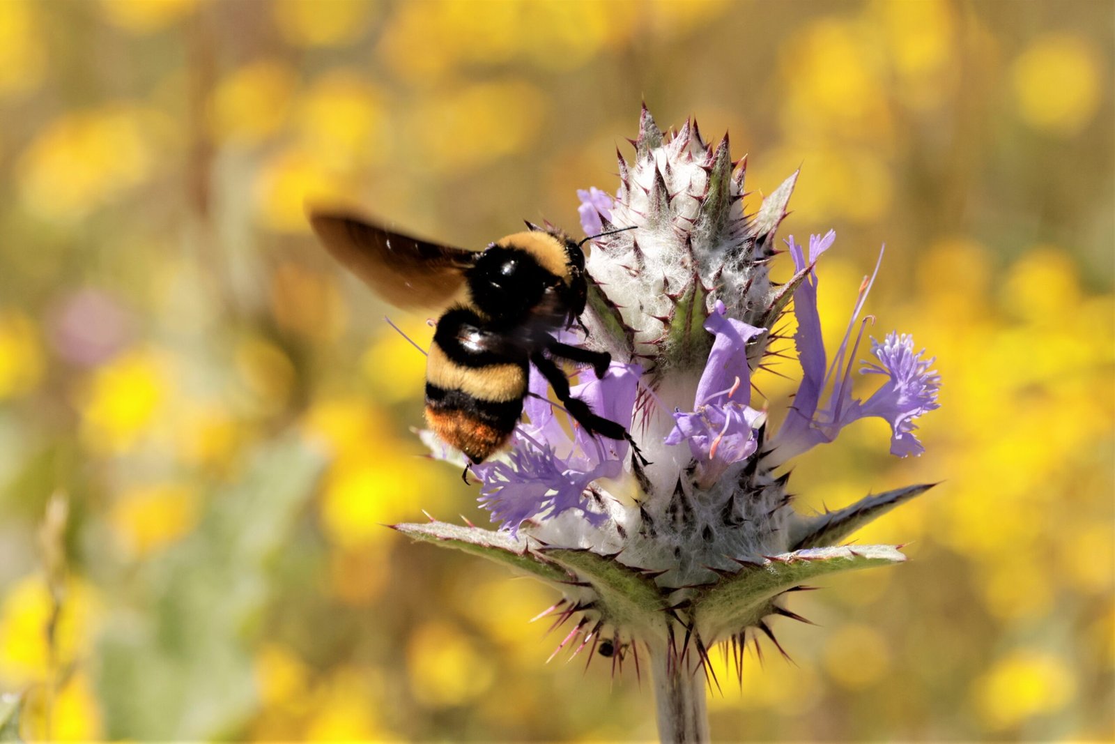 The Disappearance of Singapore’s Pollinators (image credits: wikimedia)