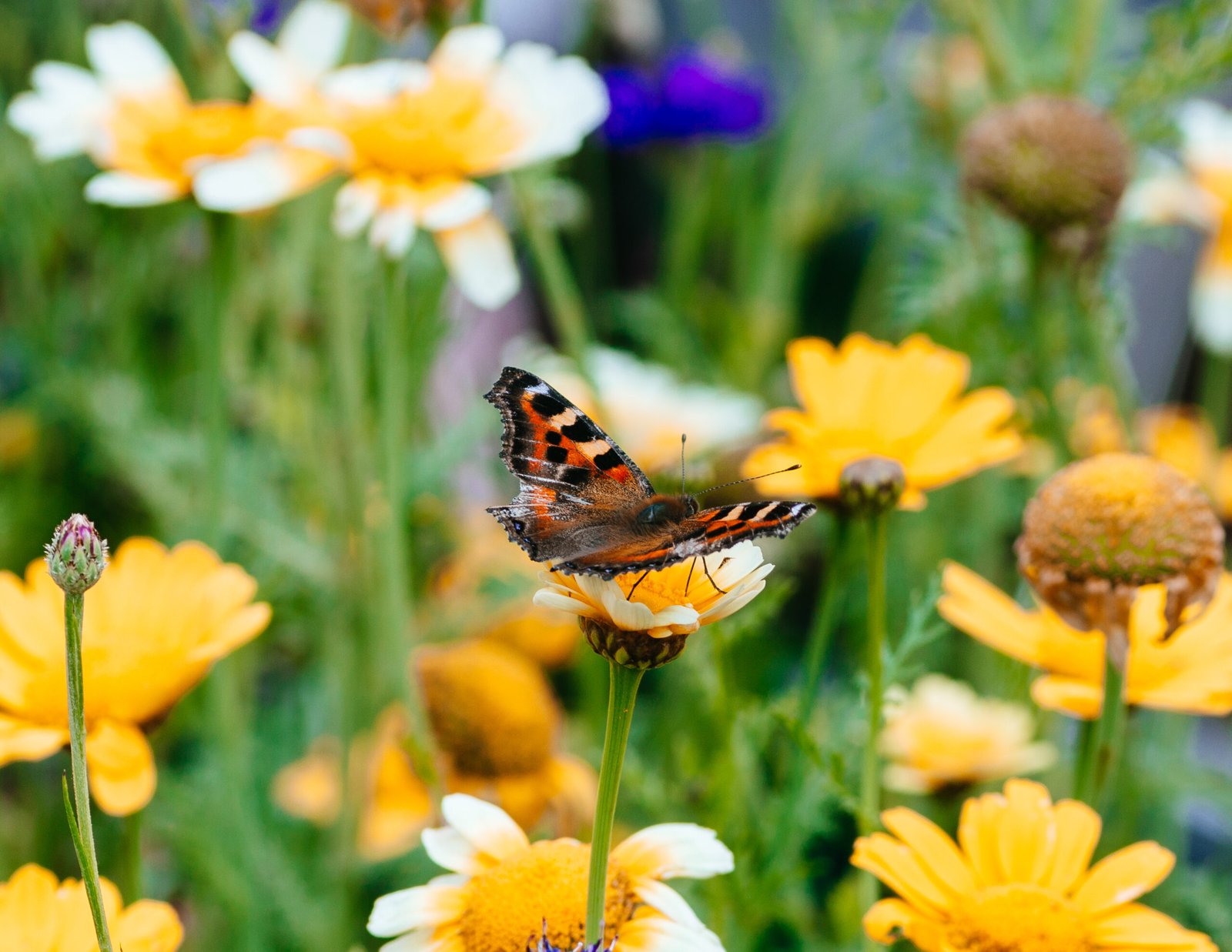 The Science Behind Pollination (image credits: wikimedia)