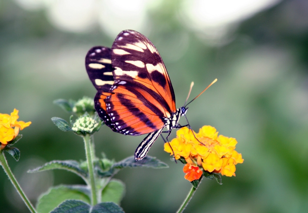 Designing a Butterfly Paradise: What Works (image credits: rawpixel)