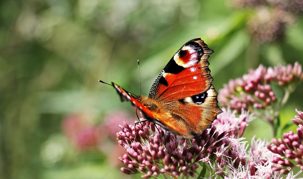 A Vision for Singapore’s Pollinator Future (image credits: rawpixel)