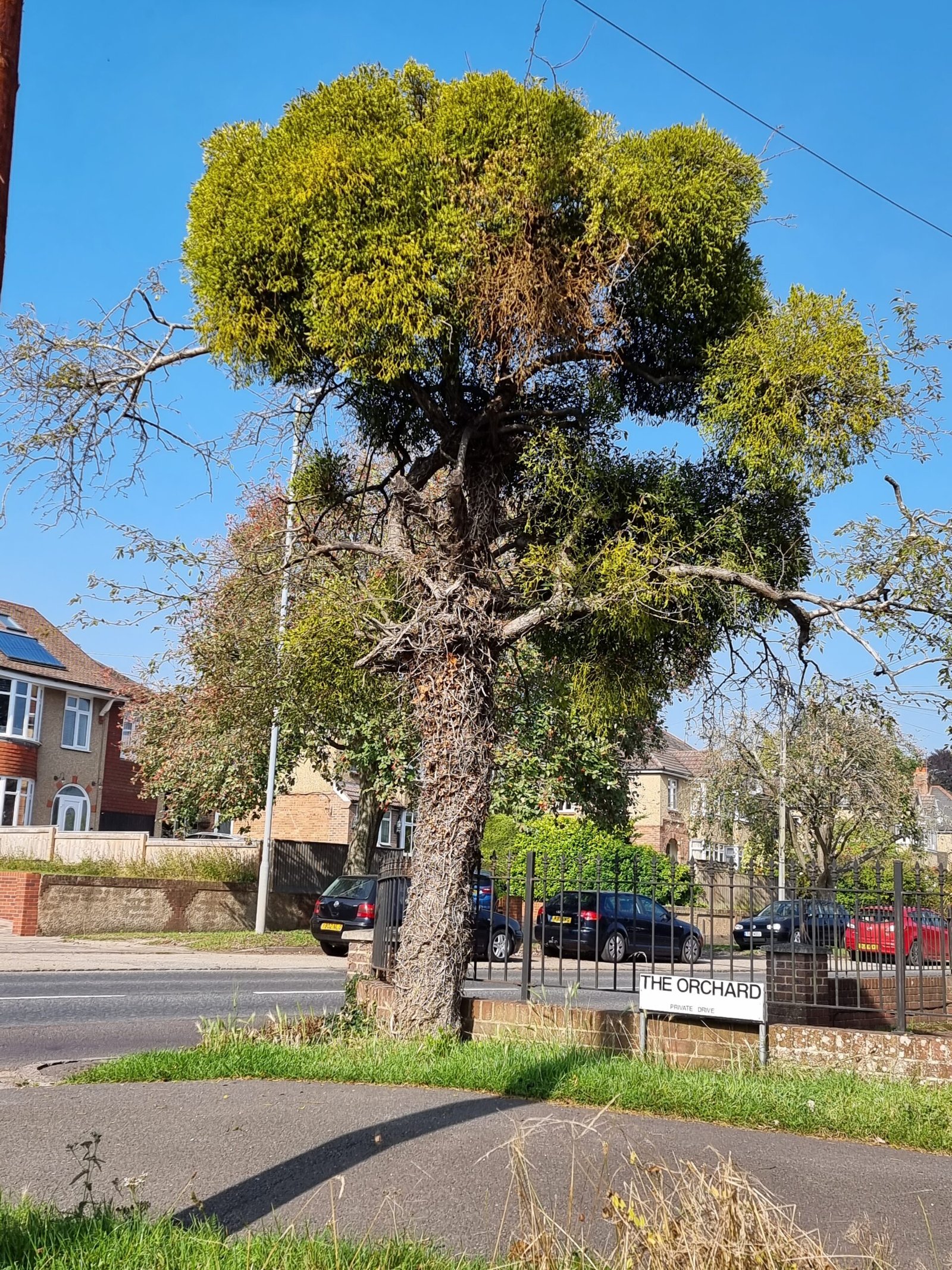 The Enduring Mystique of Hawthorn (image credits: wikimedia)