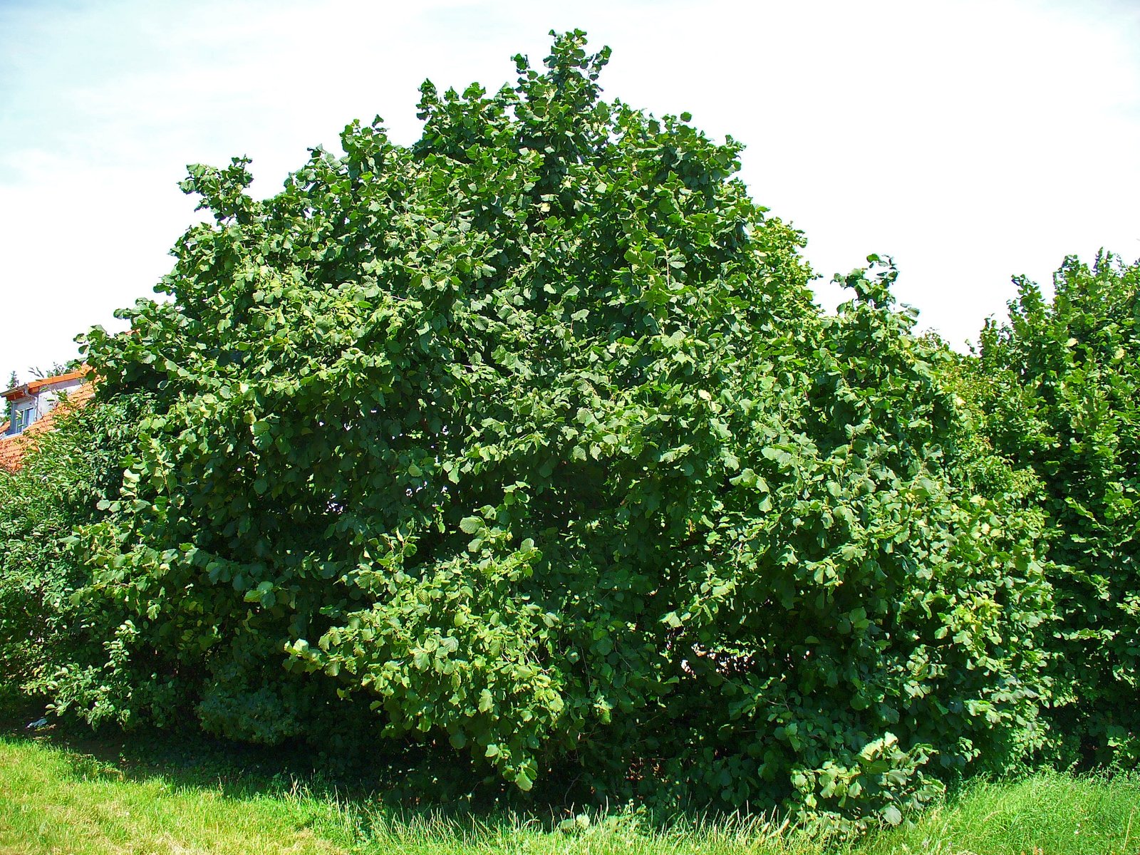 Hazel: Tree of Wisdom and Inspiration (image credits: wikimedia)