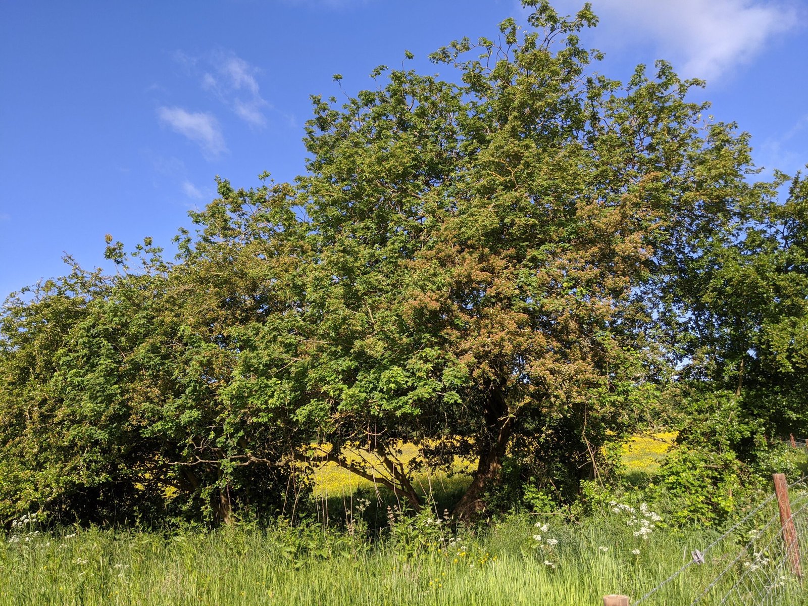 Roots in Mythology and Ancient Rituals (image credits: wikimedia)