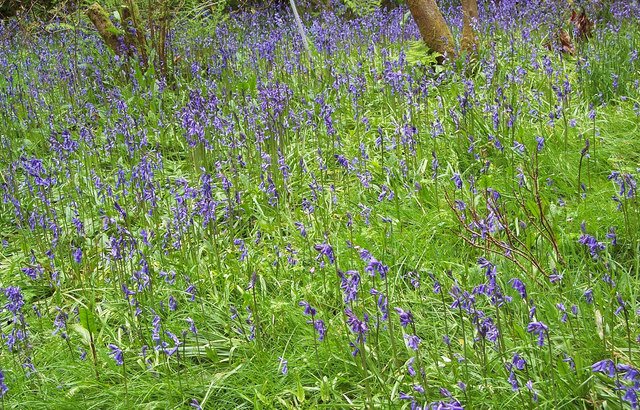 Seasonal Celebrations and Folklore Festivals (image credits: wikimedia)