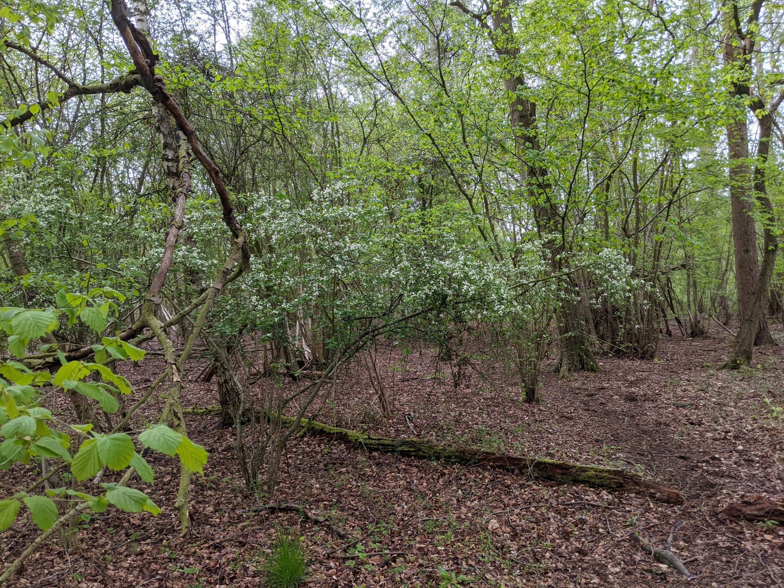 Hawthorn and Hazel in the Modern Imagination (image credits: wikimedia)