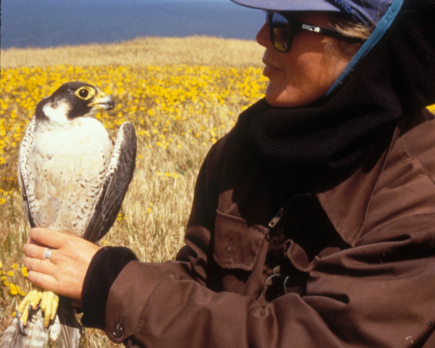 Captivity as a Lifeline: The Science Behind Breeding Programs (image credits: wikimedia)