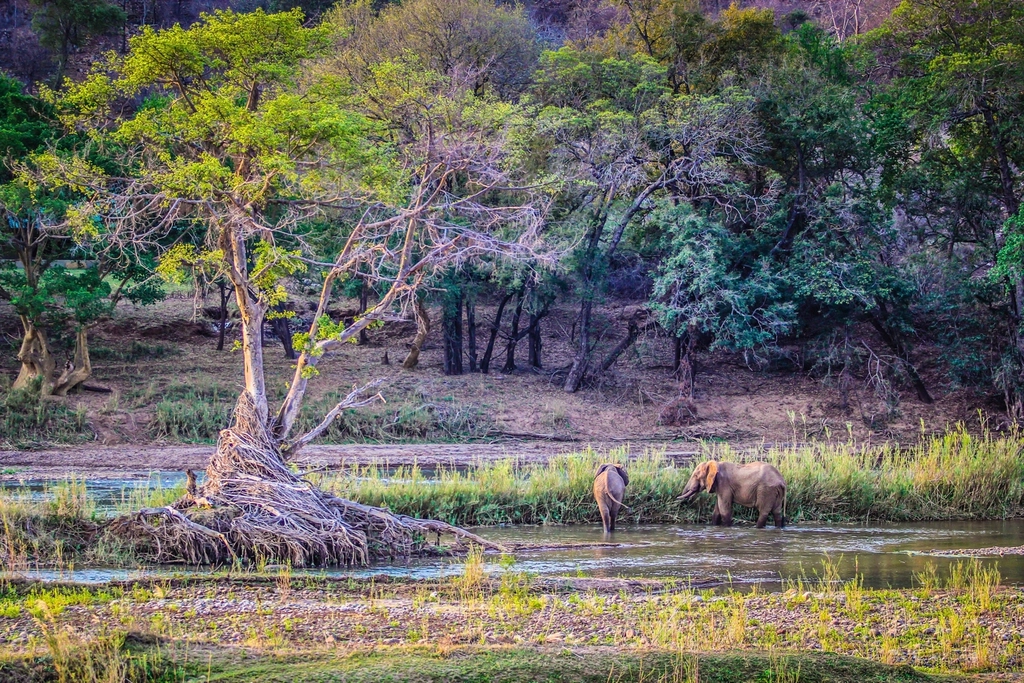 Reintroduction: Returning Animals to the Wild (image credits: rawpixel)