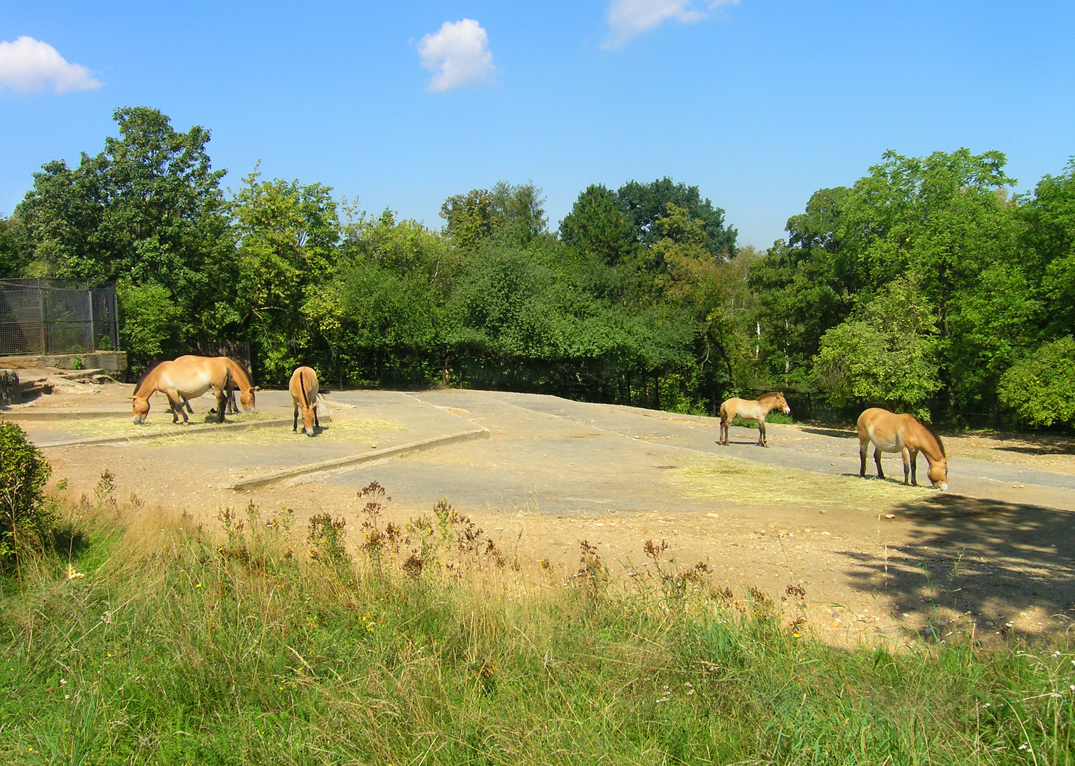 When Zoos Become the Last Hope for a Species