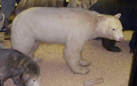 Threats to a Living Miracle (image credits: wikimedia)