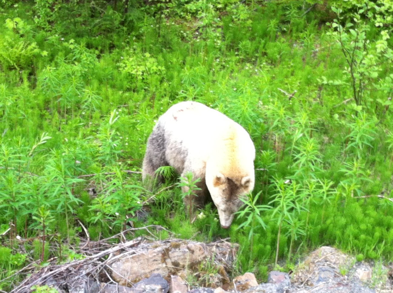 The Spirit Bear in Popular Culture and Myth (image credits: wikimedia)