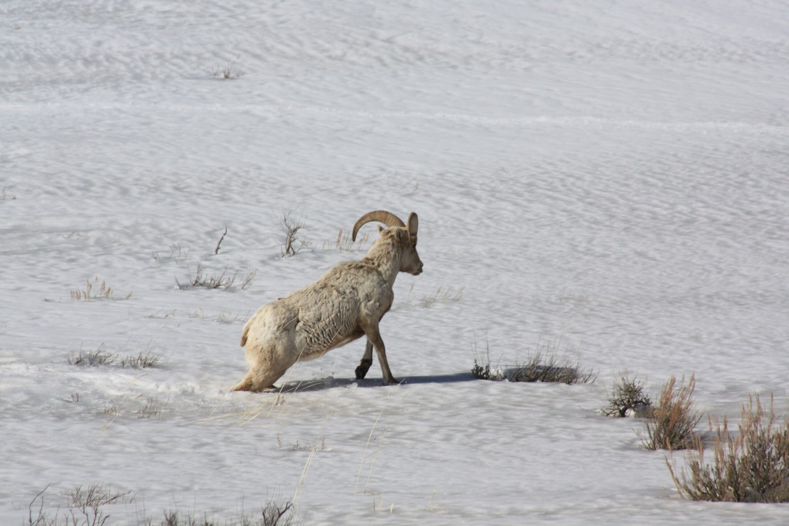 Animals and Goosebumps: A Universal Reflex (image credits: wikimedia)