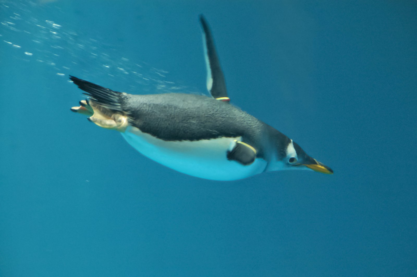 Wings Built for Water, Not Wind (image credits: wikimedia)